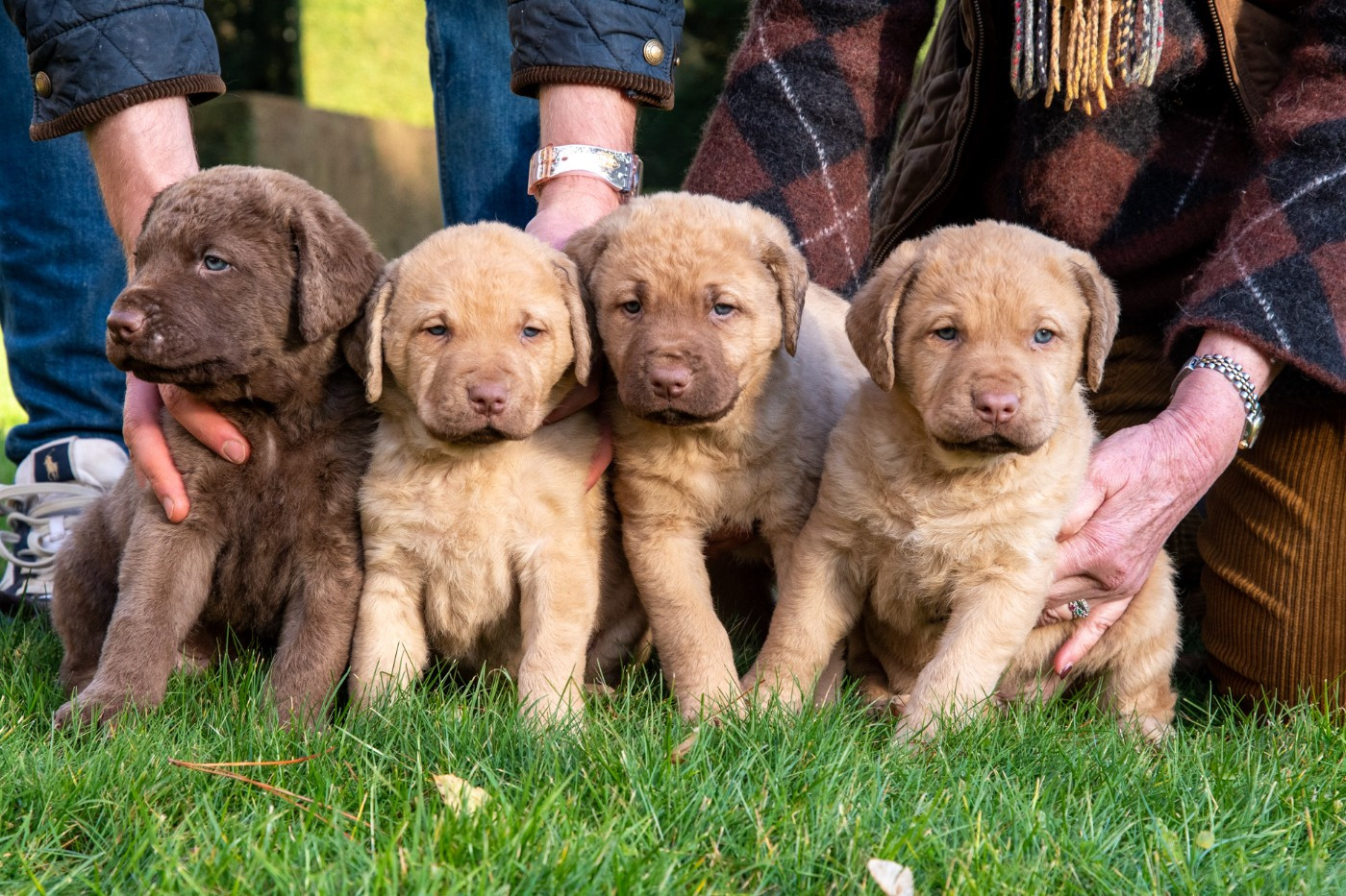 News des BB de Rhéa et Flash à 5 semaines