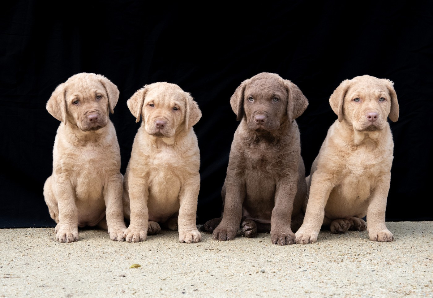 News des BB de Rhéa et Flash à 8 semaines