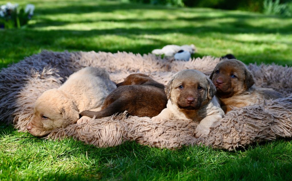 Les bébés de Flash et Pandore à 5 semaines