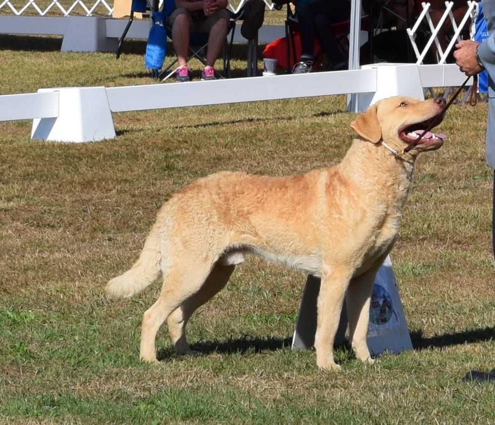 Chessies Wonder - Portée confirmée pour Purdey.