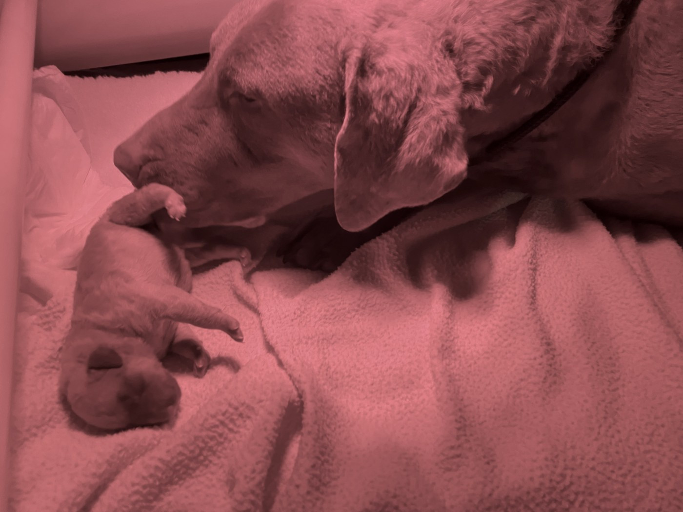 Portée GCHSilver Riversedge Jumpin Flash et MultiCH Rhéa of Potomac