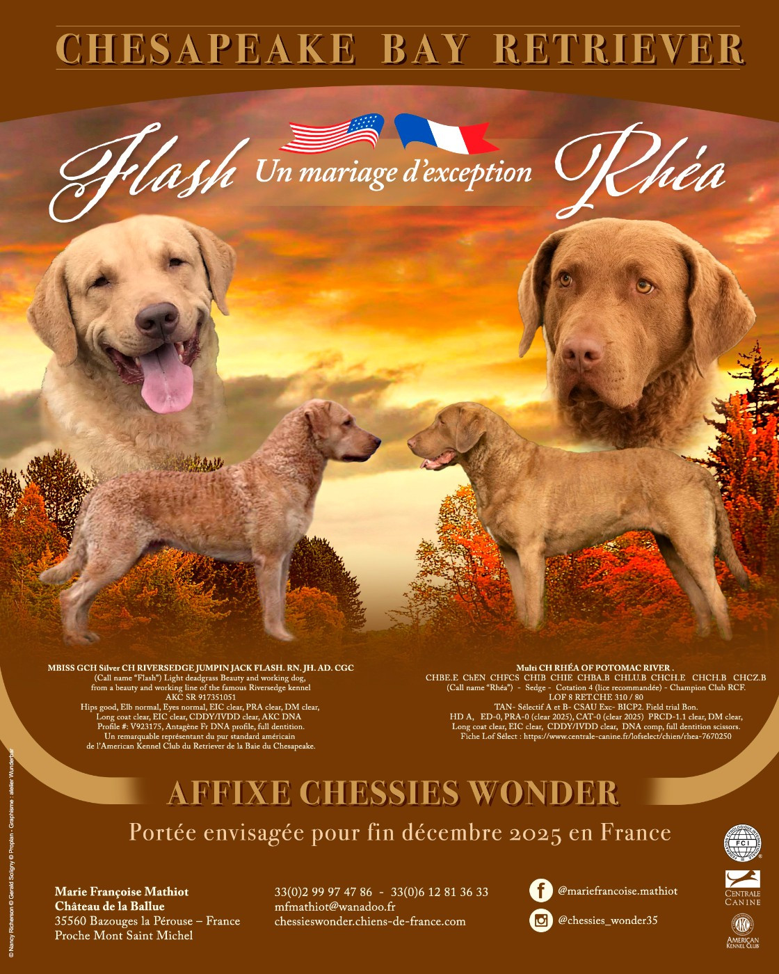 Chiot Retriever de la baie de Chesapeake Chessies Wonder