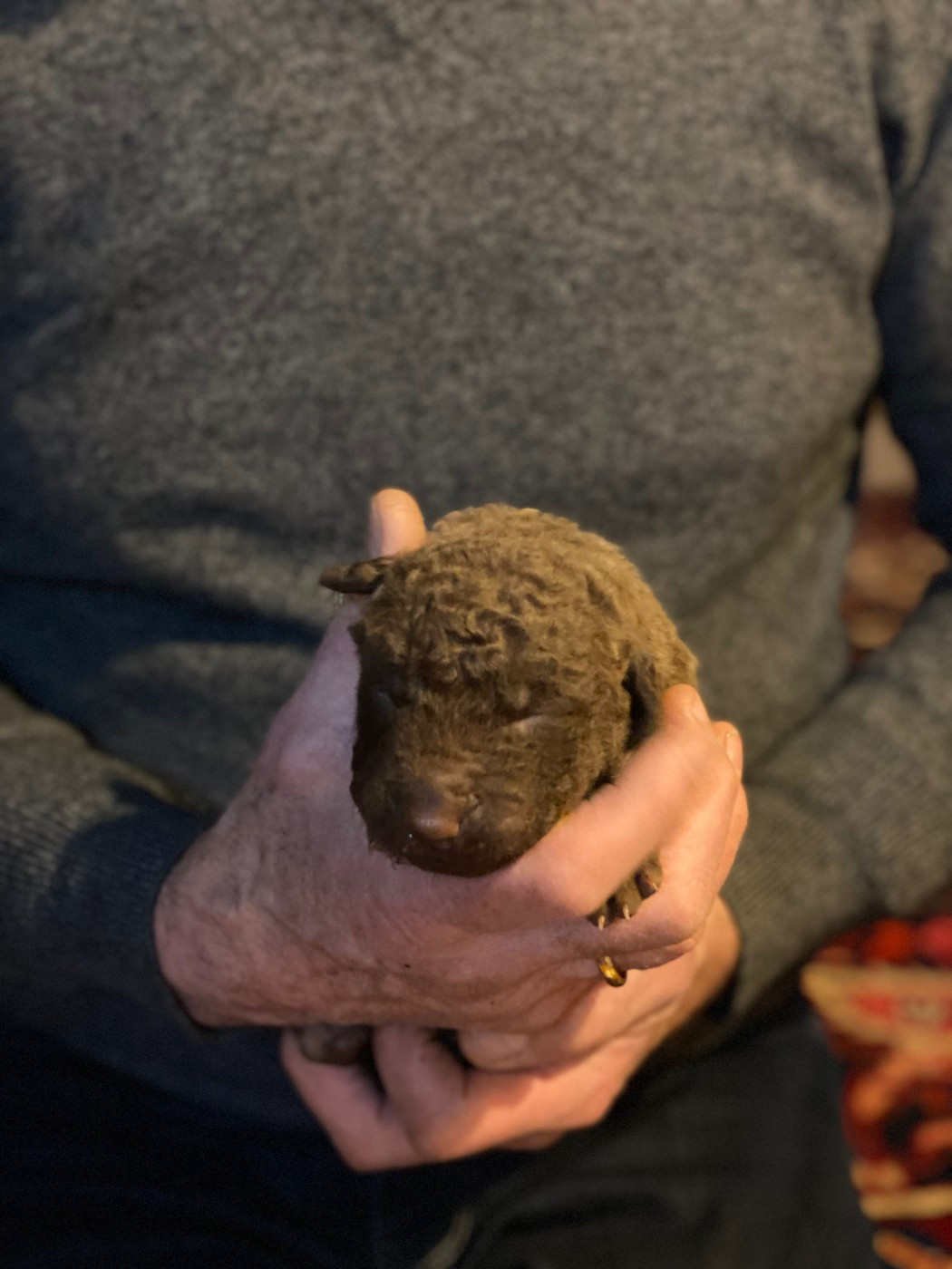 Chessies Wonder - Chiots disponibles - Retriever de la baie de Chesapeake